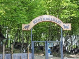 Samsun’da ’Kedi Kasabası’