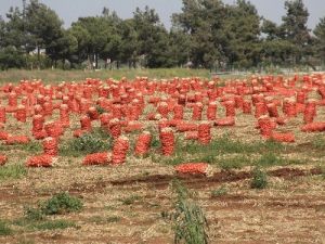 Tarlada Kalan Soğana Bekçi Tuttu