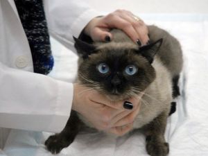 Evcil Hayvanlarda İlkbahar Hastalıklarına Dikkat