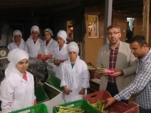 Sarıcaya’dan İlk Kuşkonmaz İhracatını Hollanda’ya Yapıldı