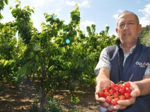 Avrupa Ülkelerinin Beklediği Kirazlara Son Bir Hafta