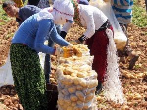 Geçen Yıl Altın Olan Patates Bu Yıl Pul Oldu