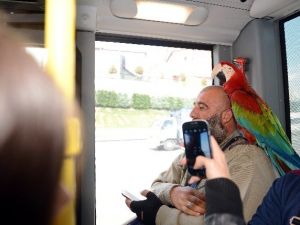 "Allah" Diyen Papağan Metrobüs Yolcularını Hayrete Düşürdü