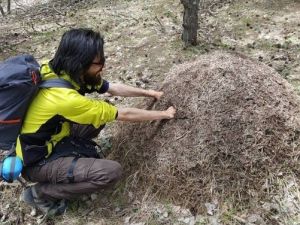 Kırmızı Karıncaların Yuvasına Elini Soktuğuna Pişman Oldu