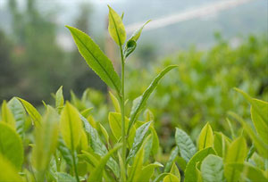 Yaş Çay Destekleme Primine 1 Kuruş Zam, İşte Yeni Yaş Çay Tahmini Fiyatı