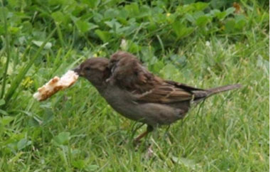 Çift başlı serçe, ilgi odağı oldu