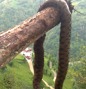 Rize'de 2.3 metre uzunluğundaki yılan çay bahçesinde ölü bulundu