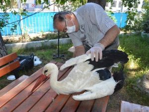 Tüfekle Vurulan Yaralı Leylek Tedaviye Alındı