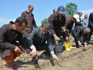 Bafra Açık Ceza Ve İnfaz Kurumu Sebze Üretecek