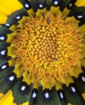 Polenler 10 milyon kişiyi etkiliyor