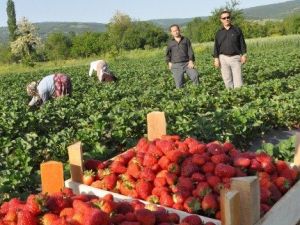 İnegöl Çiftçisinin Yüzü Çilek İle Gülecek