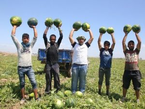 Adana’da Karpuz Hasadı Başladı