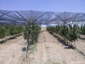Güneş Enerjili Destekli Organik Elmalar Yolda