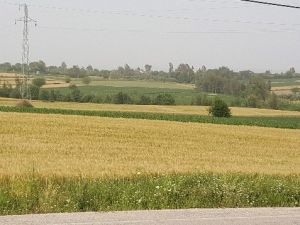 Buğdayı Sıcak Ve Hastalık Vurdu