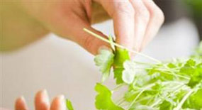 Göğüs tümöründe maydonozun faydaları