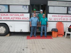 Amasra’da Sokak Hayvanları Kısırlaştırılıyor