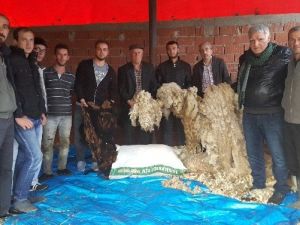 Kuzuların Yünleri Çöpe Gidiyor