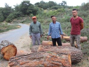 Orman Müdürlüğü’nden Çavdar’daki Ağaç Kesimiyle İlgili Açıklama