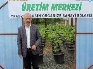 Fındık Üretimine Yönelik Gençleştirme Çalışması