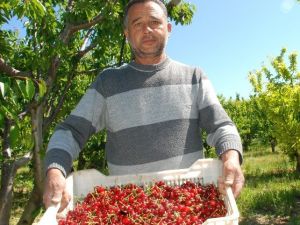 Kırmızı Altın Toplanmaya Başlandı