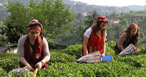 Çaykur'un Yaş Çay Fiyatı, Peçete ile Özel Sektör Fiyatının Altına Düştü