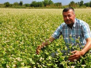 Ödemiş’te İlk Defa Karabuğday Üretildi