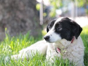 Sokak Köpeği ’Miskin’e Meme Kanseri Operasyonu