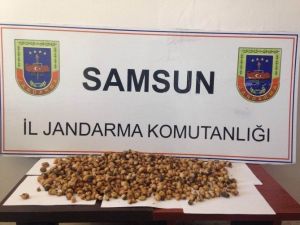 Kaçak Salep Toplayana 40 Bin Lira Ceza