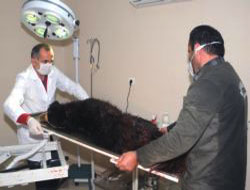 Sokak Köpeğini Bıçaklayan 4 Kişiye Yasal İşlem