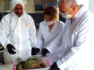 Dost Böceklerden Koruma Görevine Destek