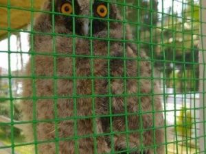 Anaokulu Bahçesinde Bulunan Yavru Baykuşa Belediye Sahip Çıktı