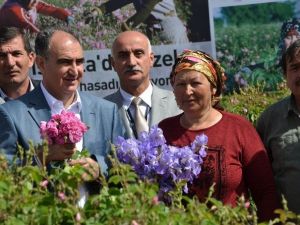 Isparta’da Gül Hasadı Törenle Başladı