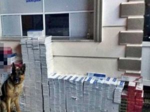 Gümrük Kaçağı 10 Bin Paket Sigara Ele Geçirildi