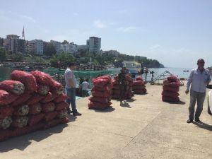 Akçakoca’da Deniz Salyangozu Av Mevsimi