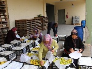 Bolu’nun Seben İlçesinden Asker Ve Polislerimize 16 Ton Elma Gönderildi