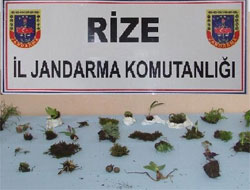 Rize'de Bitki Hırsızlığına 227 Bin TL Para Cezası