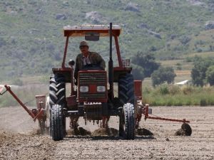 Antalya’da 42 Bin Dekar Alana Pamuk Ekildi