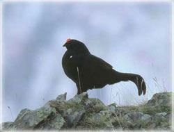 Rize'de Dağ Horozları Koruma Altına Alınacak