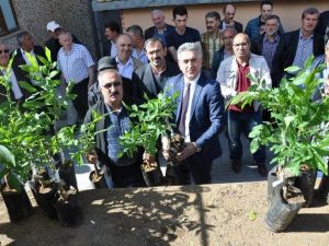 Gümüşhane’de 7 Bin 400 Adet Ceviz Fidanı Dağıtıldı