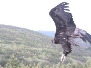 Tedavisi Tamamlanan Kara Akbaba Özgürlüğe Kanat Çırpttı