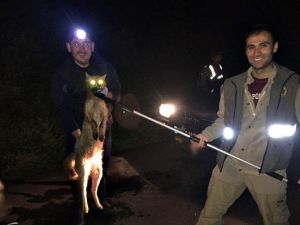 Tellere Takılan Tilki Ölü Taklidi Yaptı