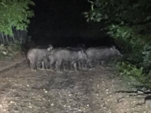 Yaban Domuzları Mahalleyi Kuşattılar