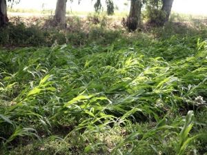 Adana’da Sağanak Ve Dolu Milyonlarca Liralık Zarara Neden Oldu