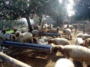 Orman Köylülerine 13 Milyon Tl Destek