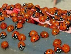 500 Bin Tl.'lik Böcek Vurgunu!