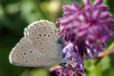 Kelebek Cenneti Kaçkarlar