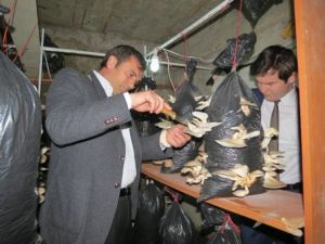 İstiridye Mantarı Kazandıracak