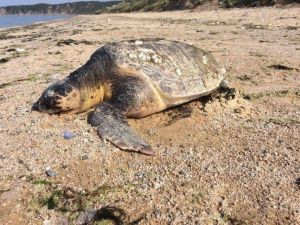Aksaz Sahiline Ölü Caretta Caretta Vurdu