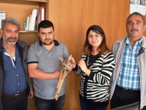 Köylüler Yavru Ceylan Buldu