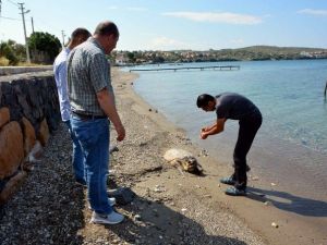 Aliağa’da Ölü Caretta Caretta Bulundu